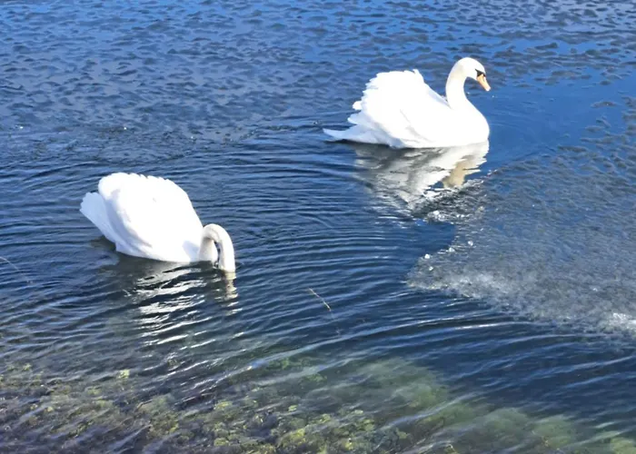 شقة Wiedemanni هابسالو